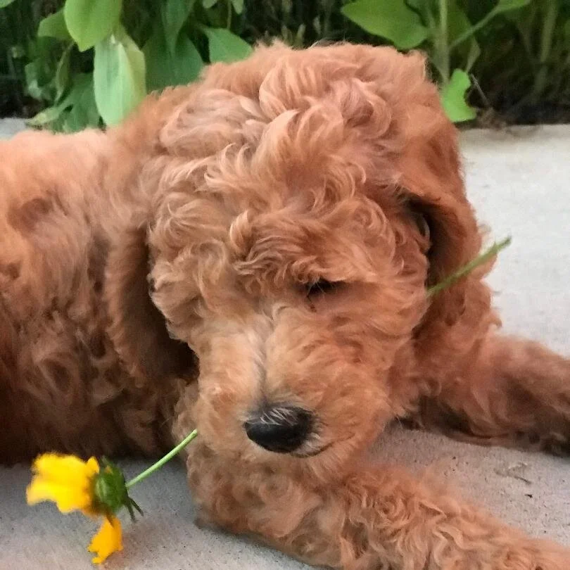 flower+boy+3.jpg