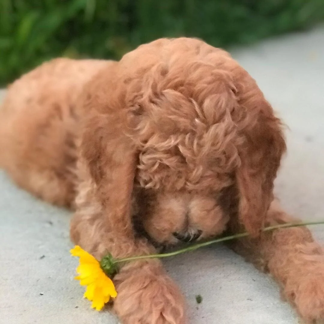 flower+boy.jpg