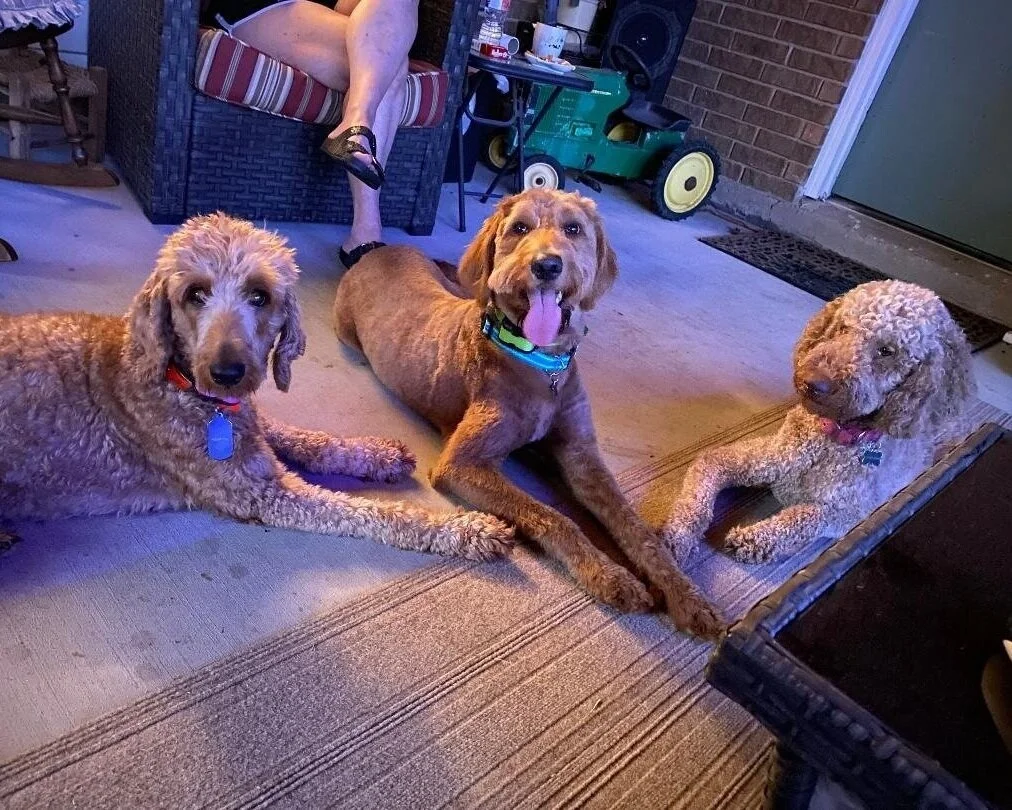 our%2B3%2Bdogs.jpg
