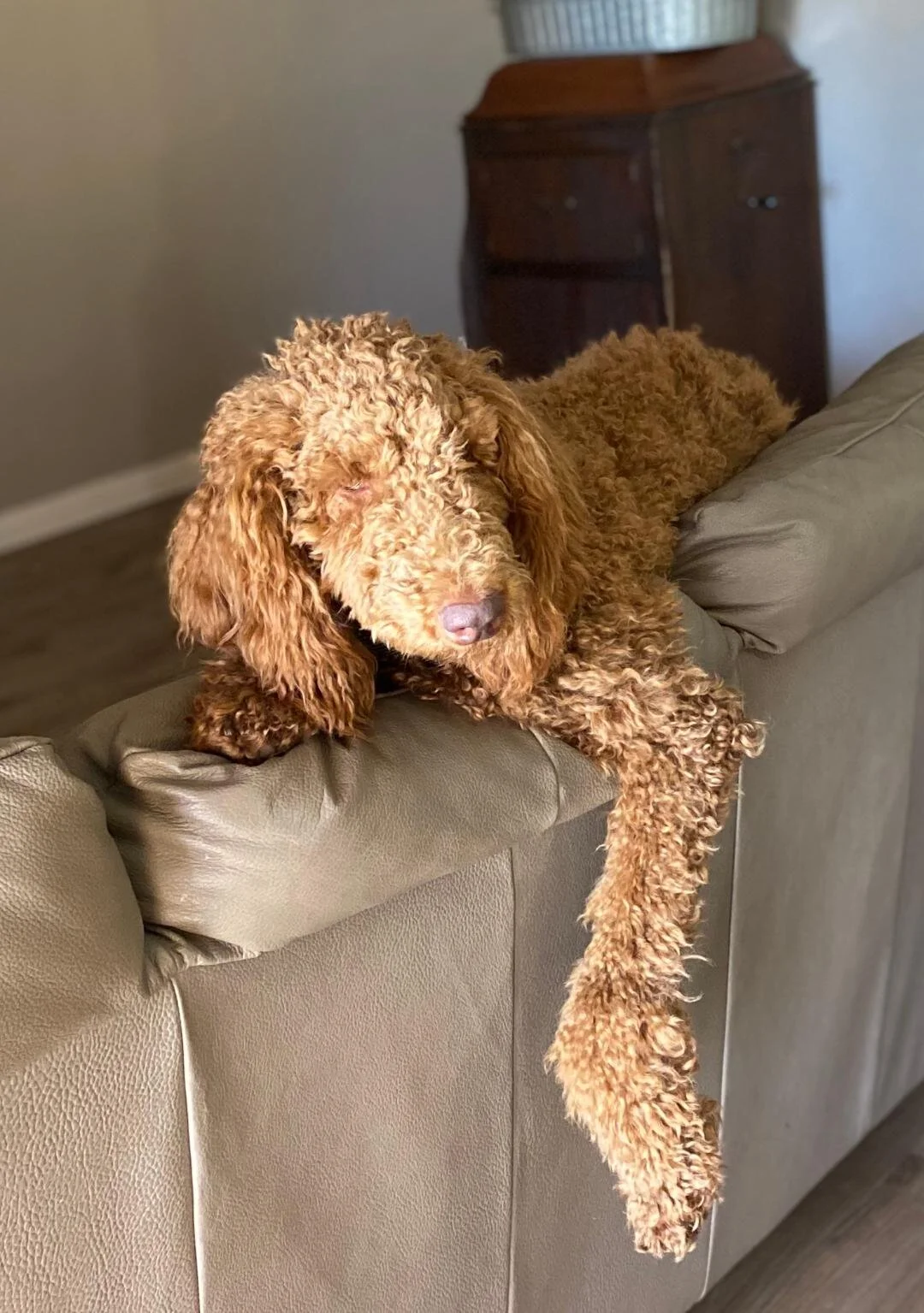 Ruby over couch.jpeg