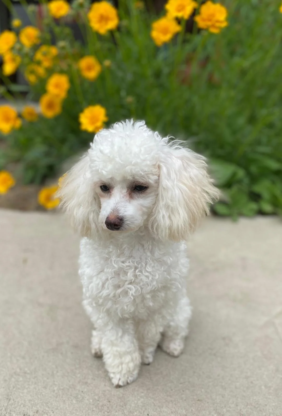 Little bit my flowers.jpeg