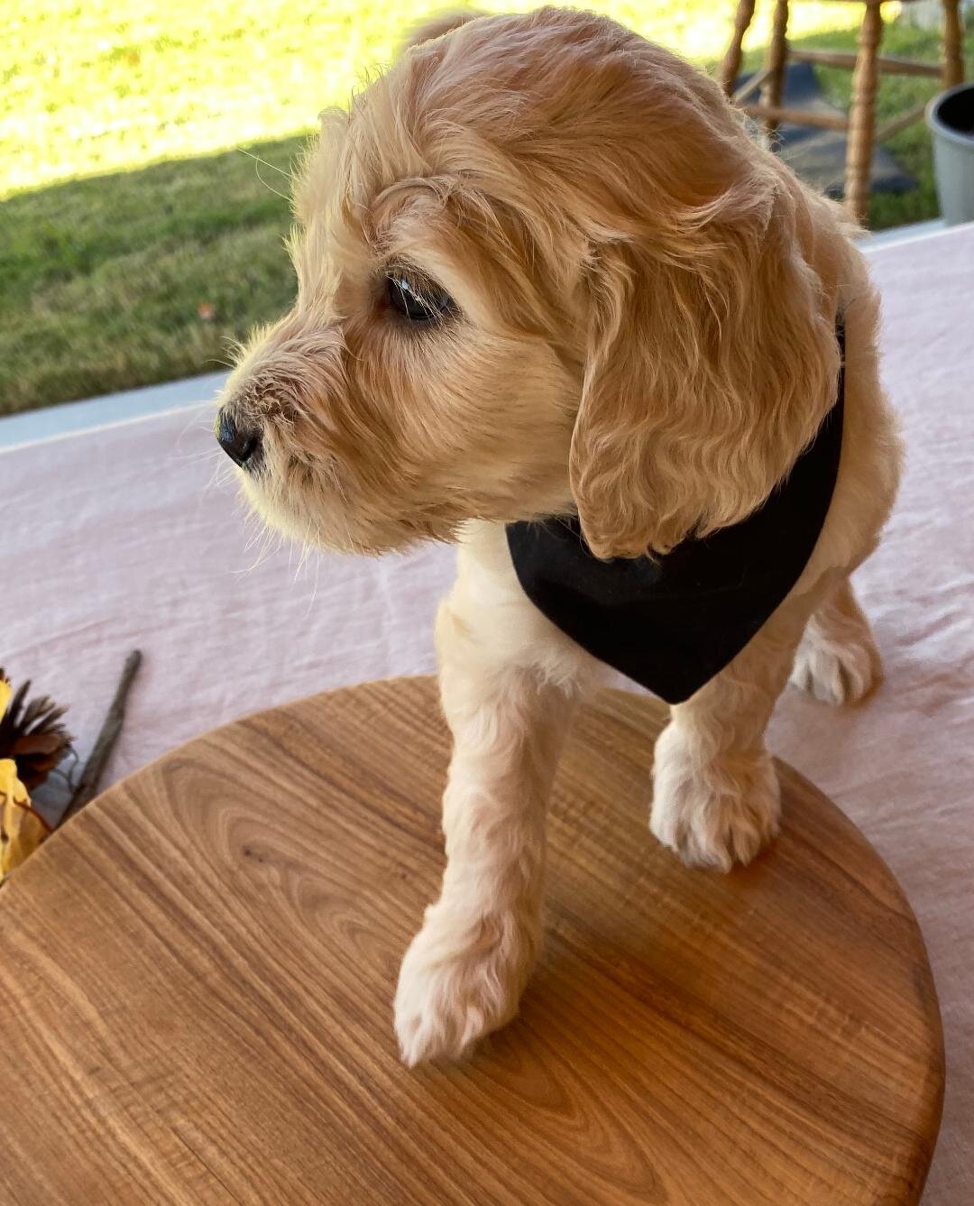 black bandana on table.jpeg