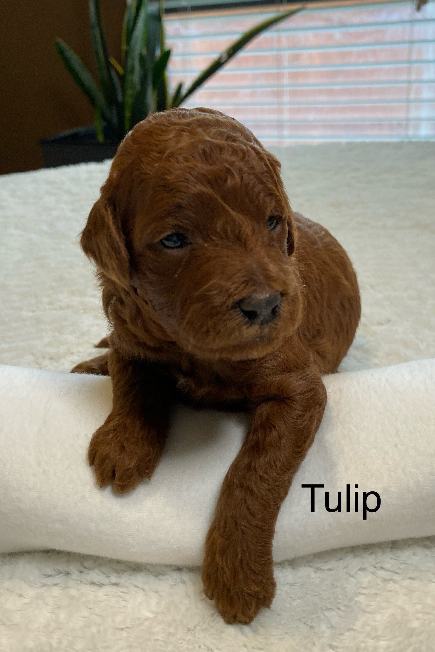 Tulip 2 weeks.jpeg