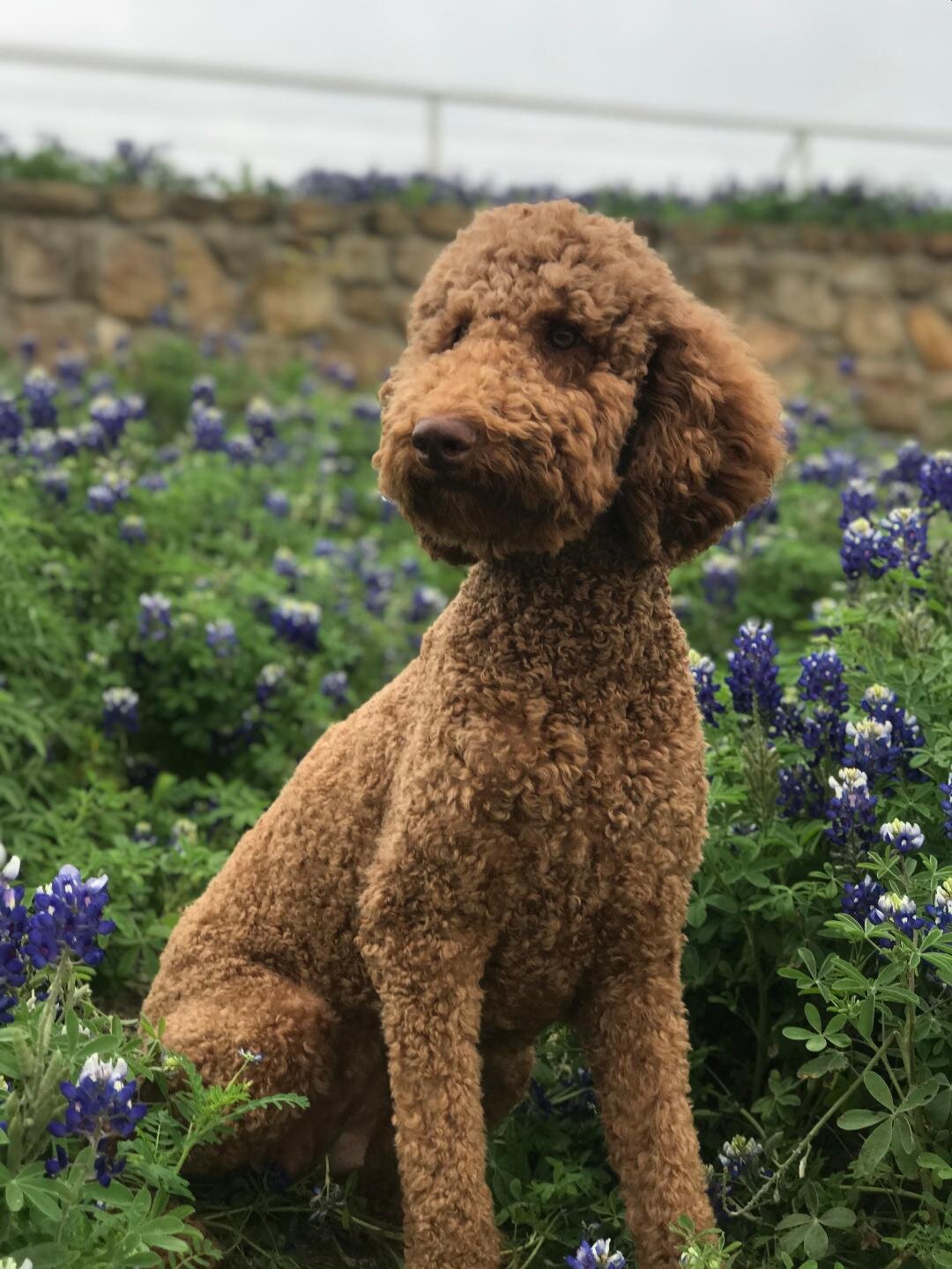 Ruby bluebonned.jpeg