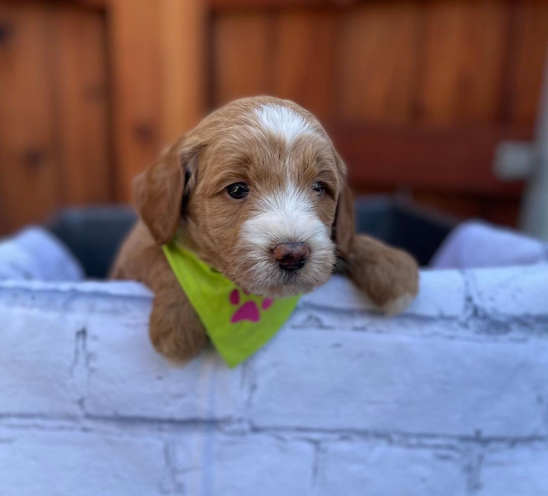 Female Lime green.jpeg