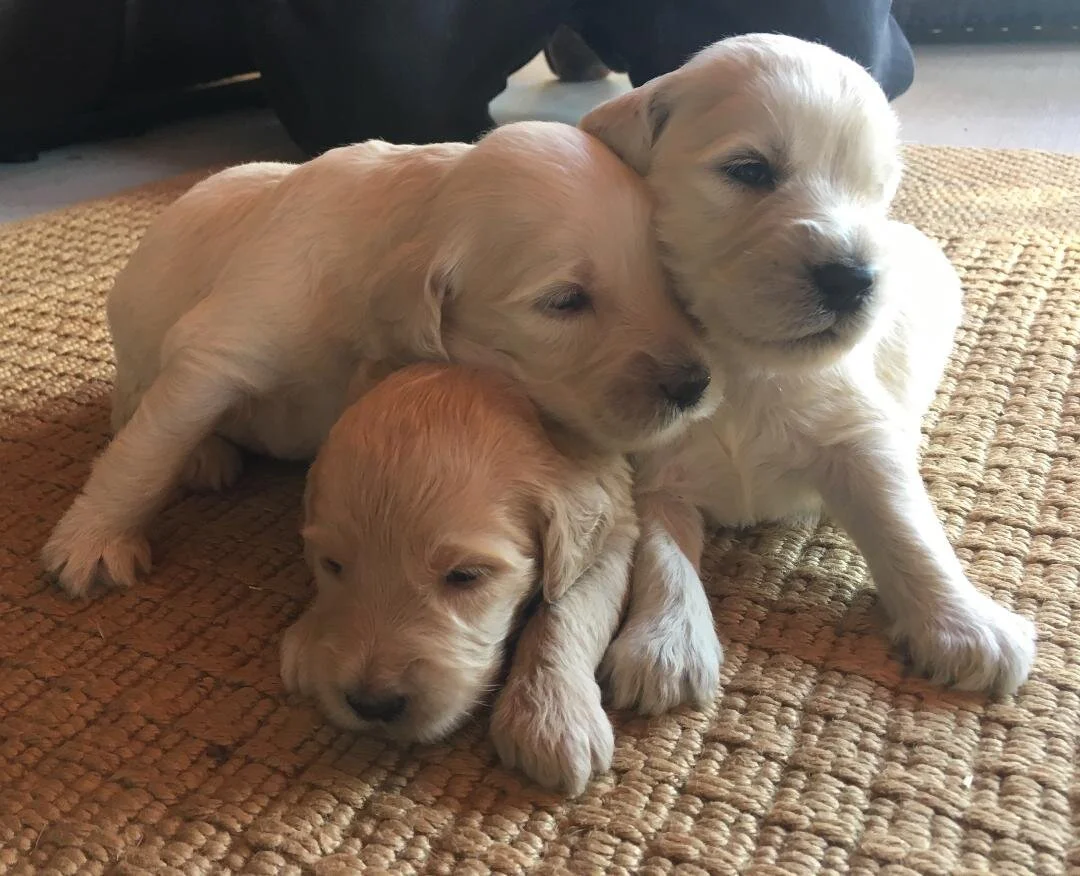 3 week puppies.jpeg