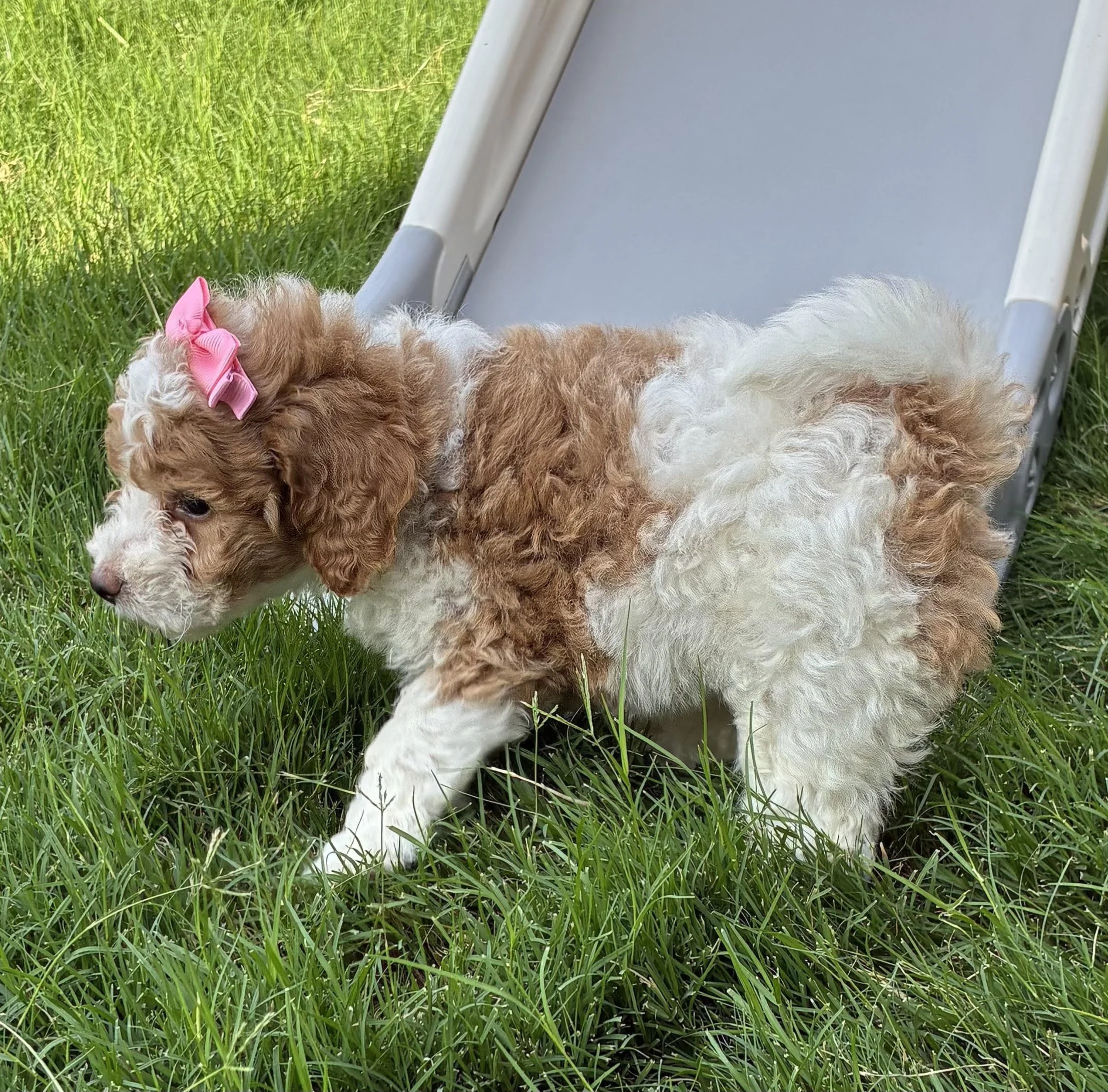 6 weeks Dutchess Pink.jpg