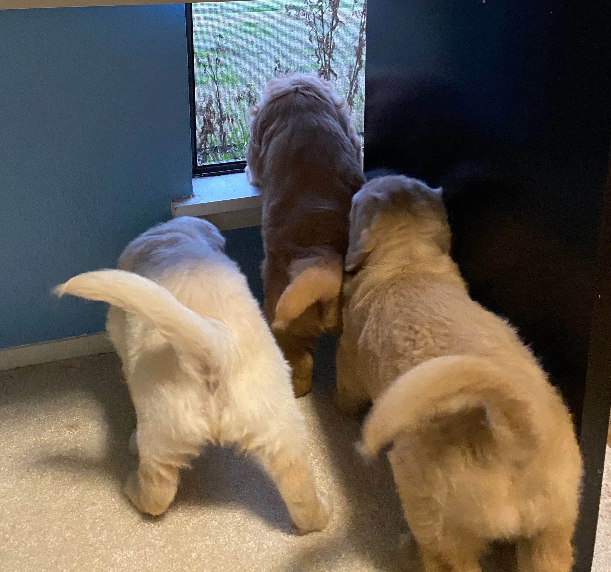 puppies at window 1.jpg