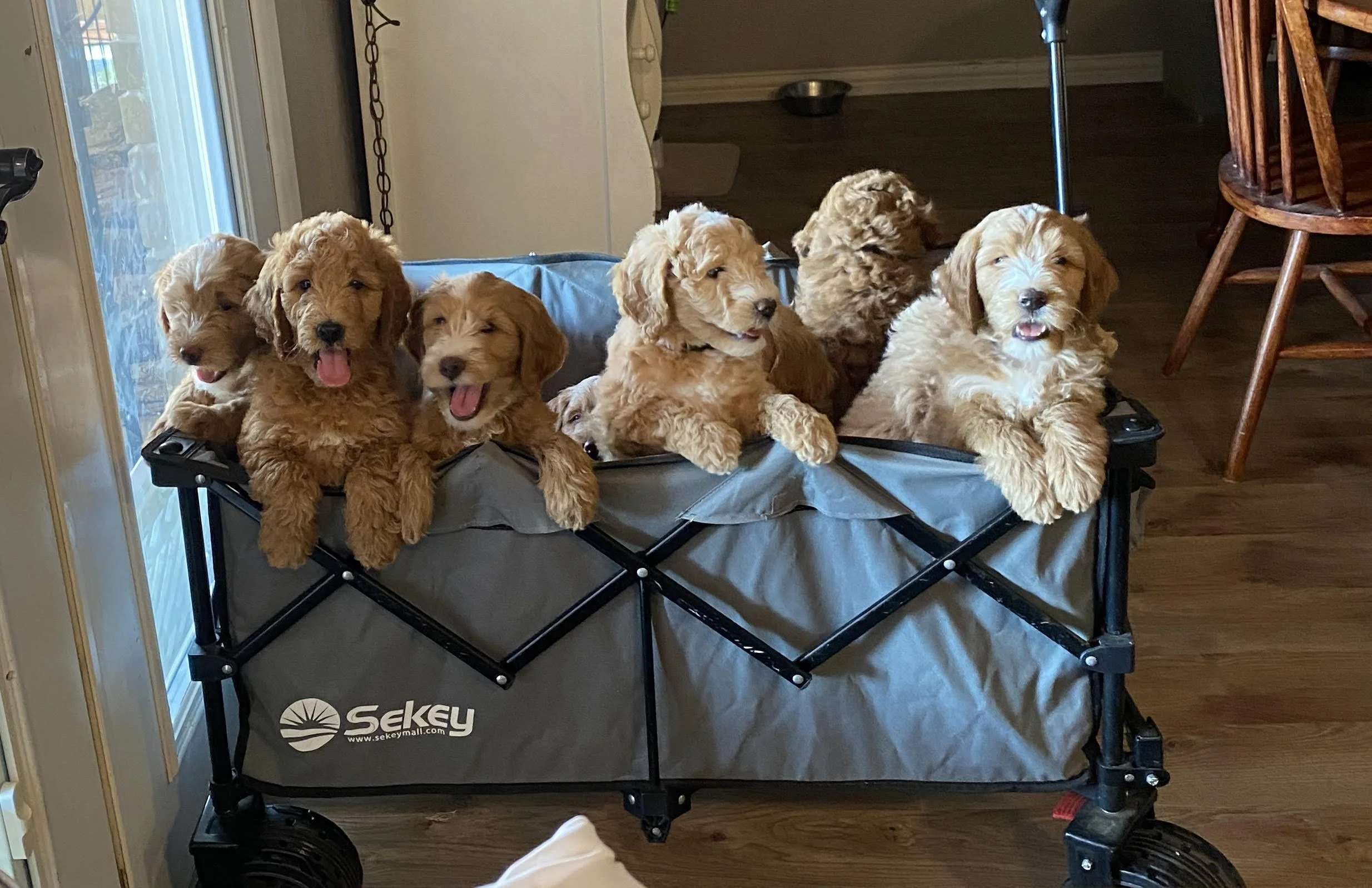 group wagopn pic.jpg