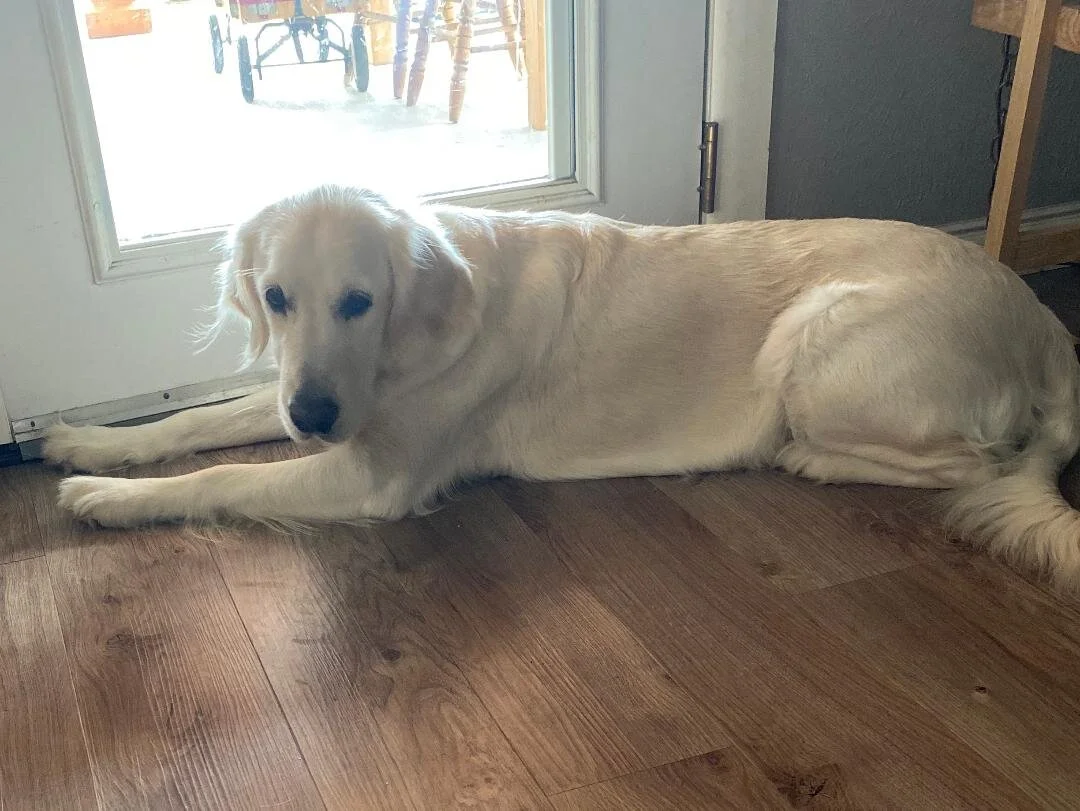 Pearl at back door.jpeg