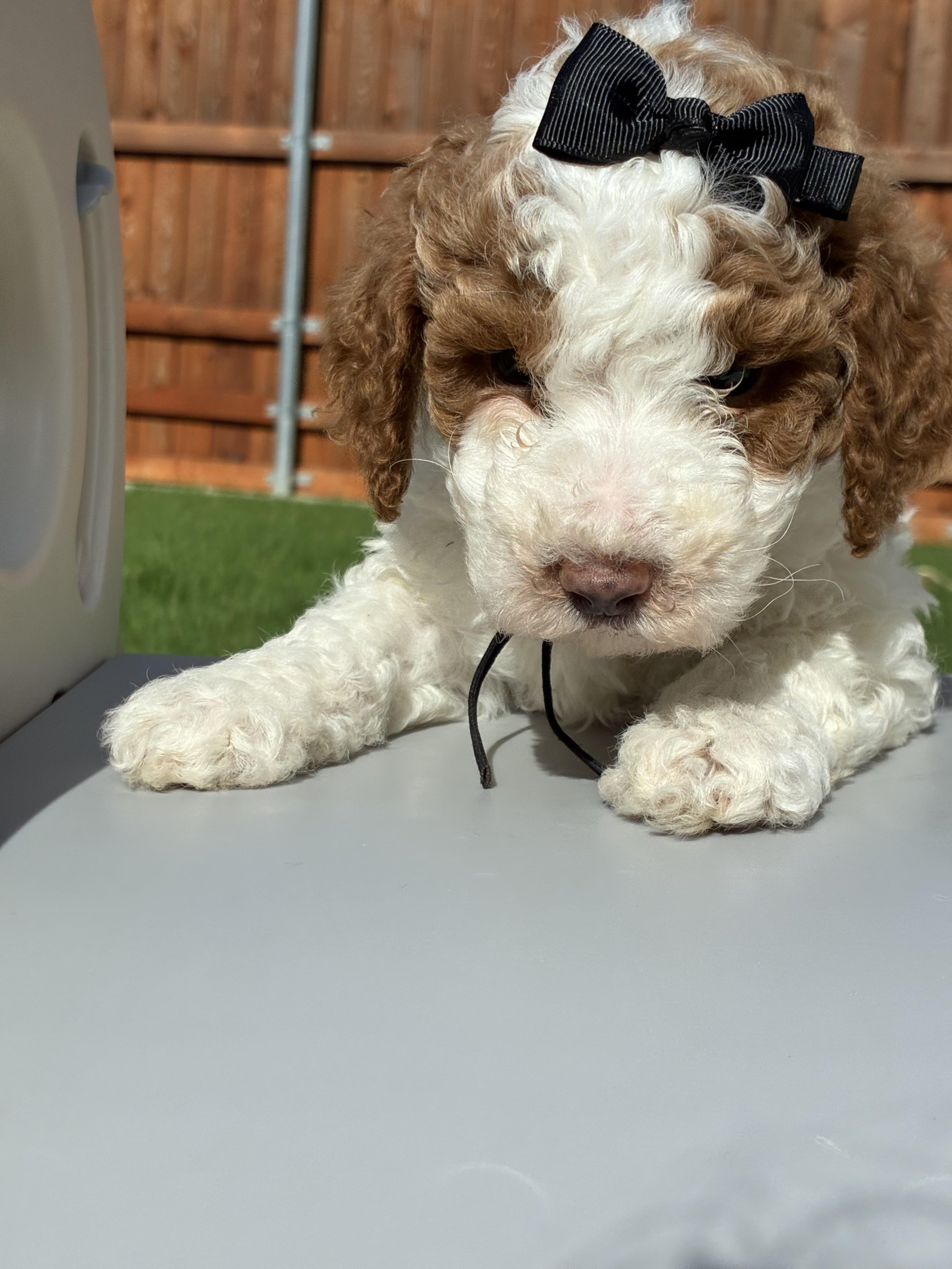 6 weeks Duke Black.jpg