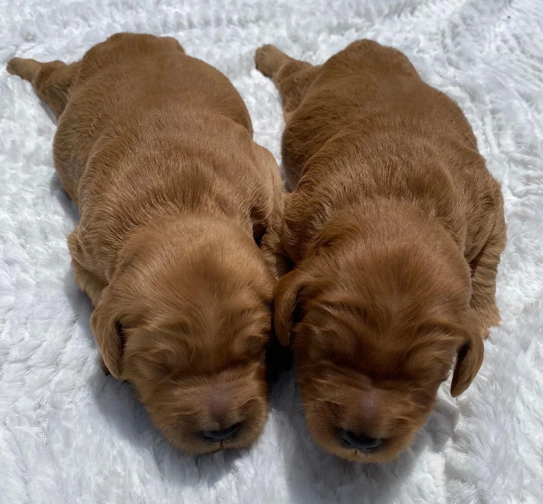 Ruby pups website.jpeg