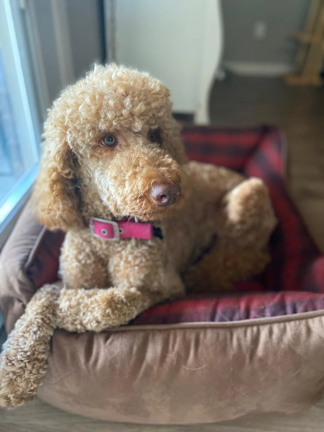 ruby in her bed.jpeg