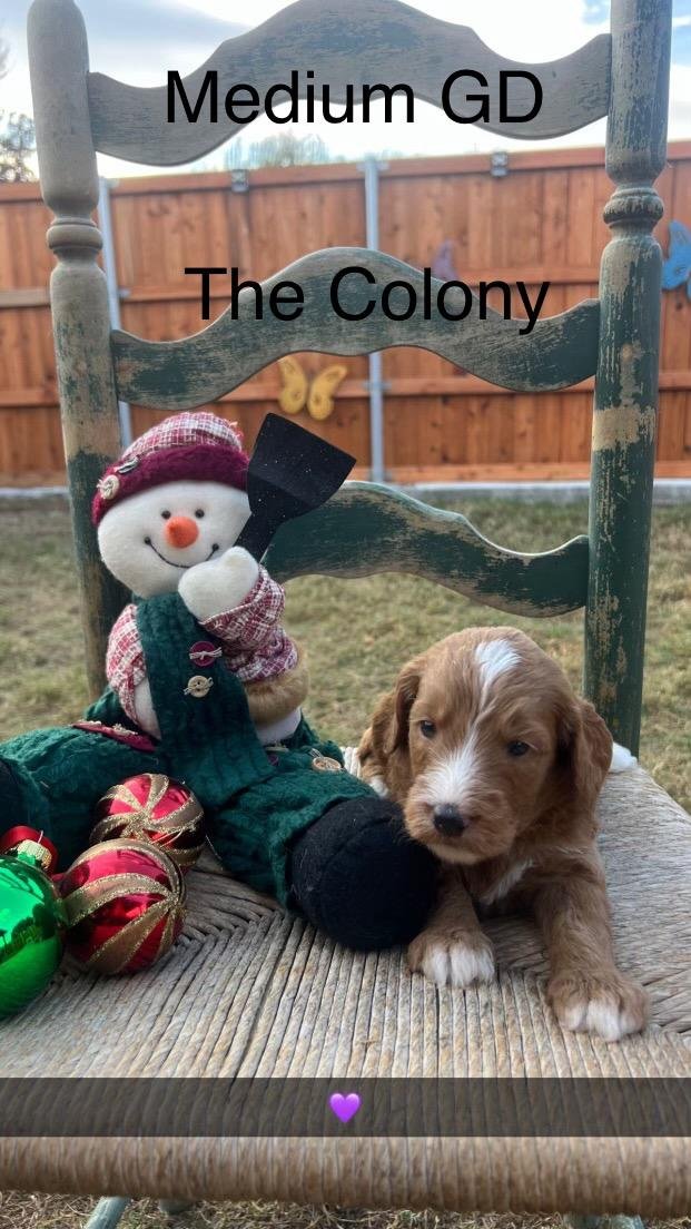 Puppy 10.jpeg