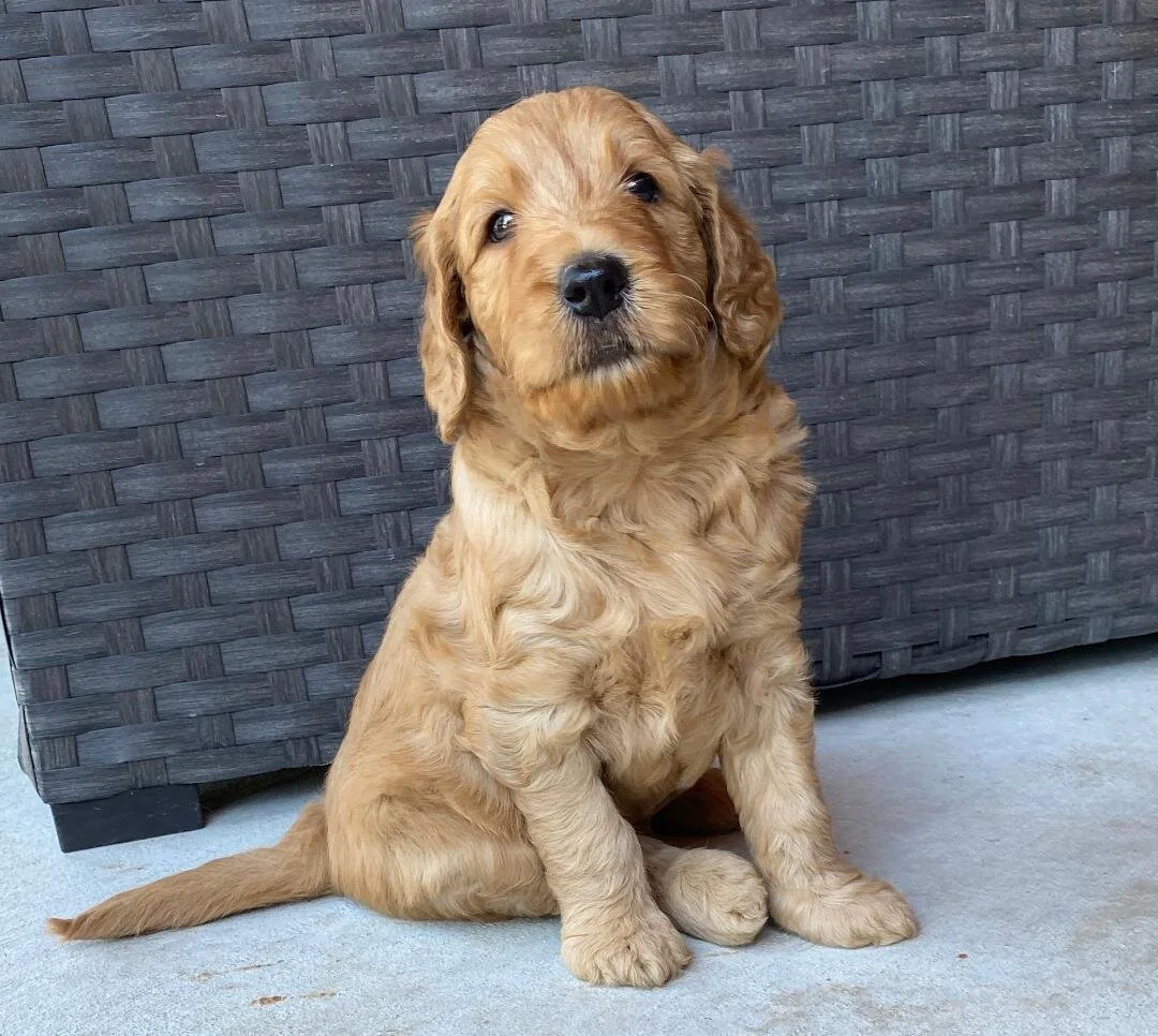 ruby pup carmel website.jpeg