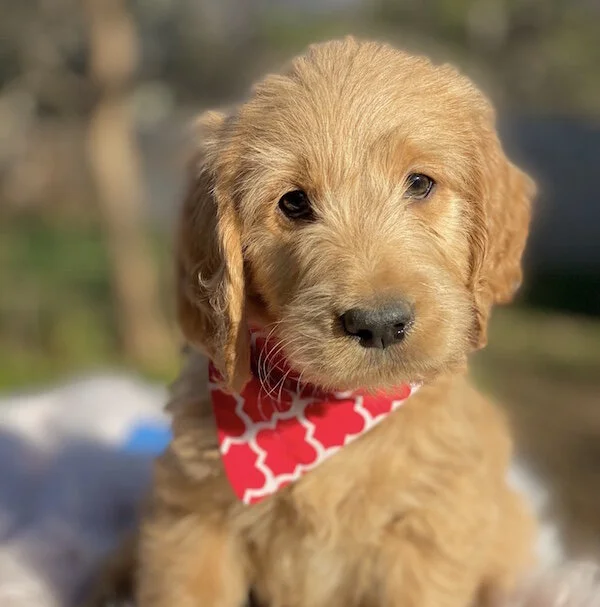 brown puppy.jpg
