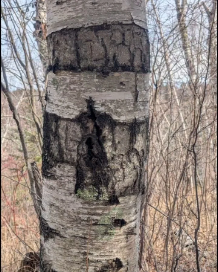 Recently had a lovely time harvesting birch bark with @andrea.carlson and relatives. Miigwech to @creative_capital for funding this project. Birch bark works from Andrea coming soon! #flexyourtreatyrights