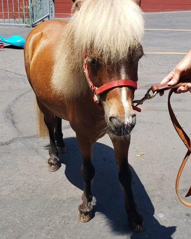 🐴 Today Tina Howe from Bill Howe Plumbing brought her mini horse to the Kids Camp at Our Lady School. 

The kids were so excited to see a mini horse up close! 

Thank you, Tina! You put a big smile on all the kid&rsquo;s faces today!