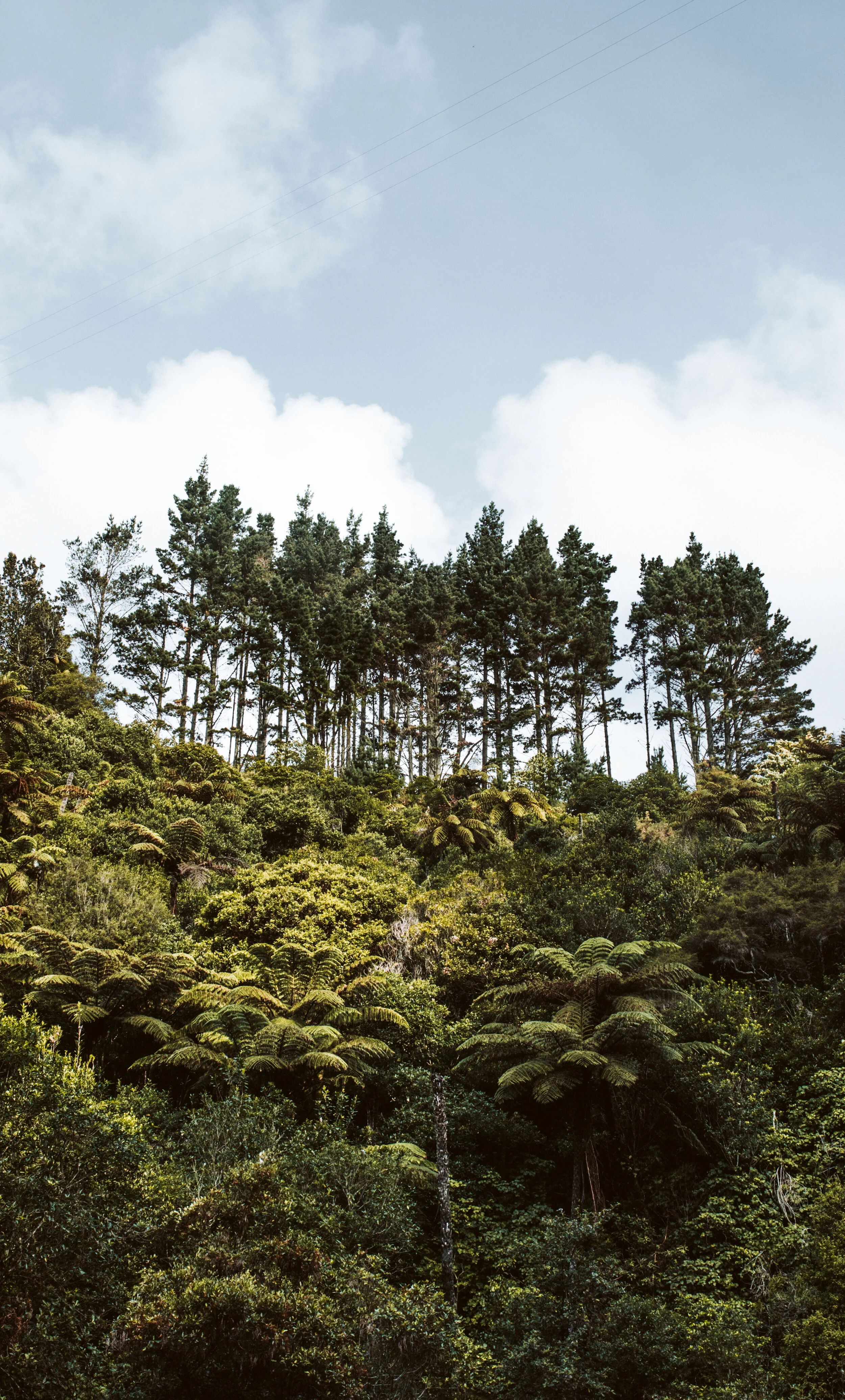 Dense green forest with tall trees on a hillside under a partly cloudy sky.