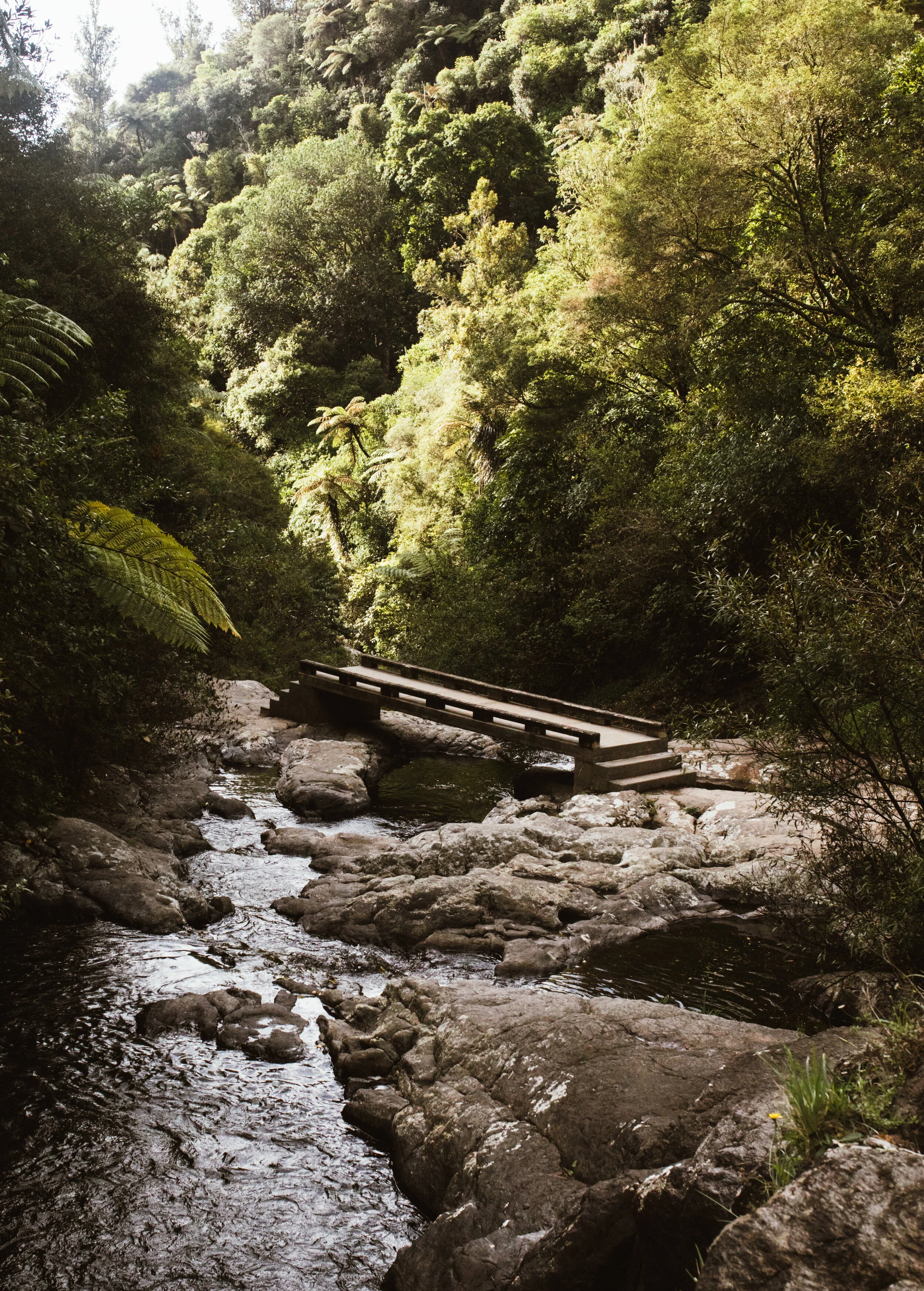 A forest stream with rocks and a small wooden bridge surrounded by dense green trees and foliage.