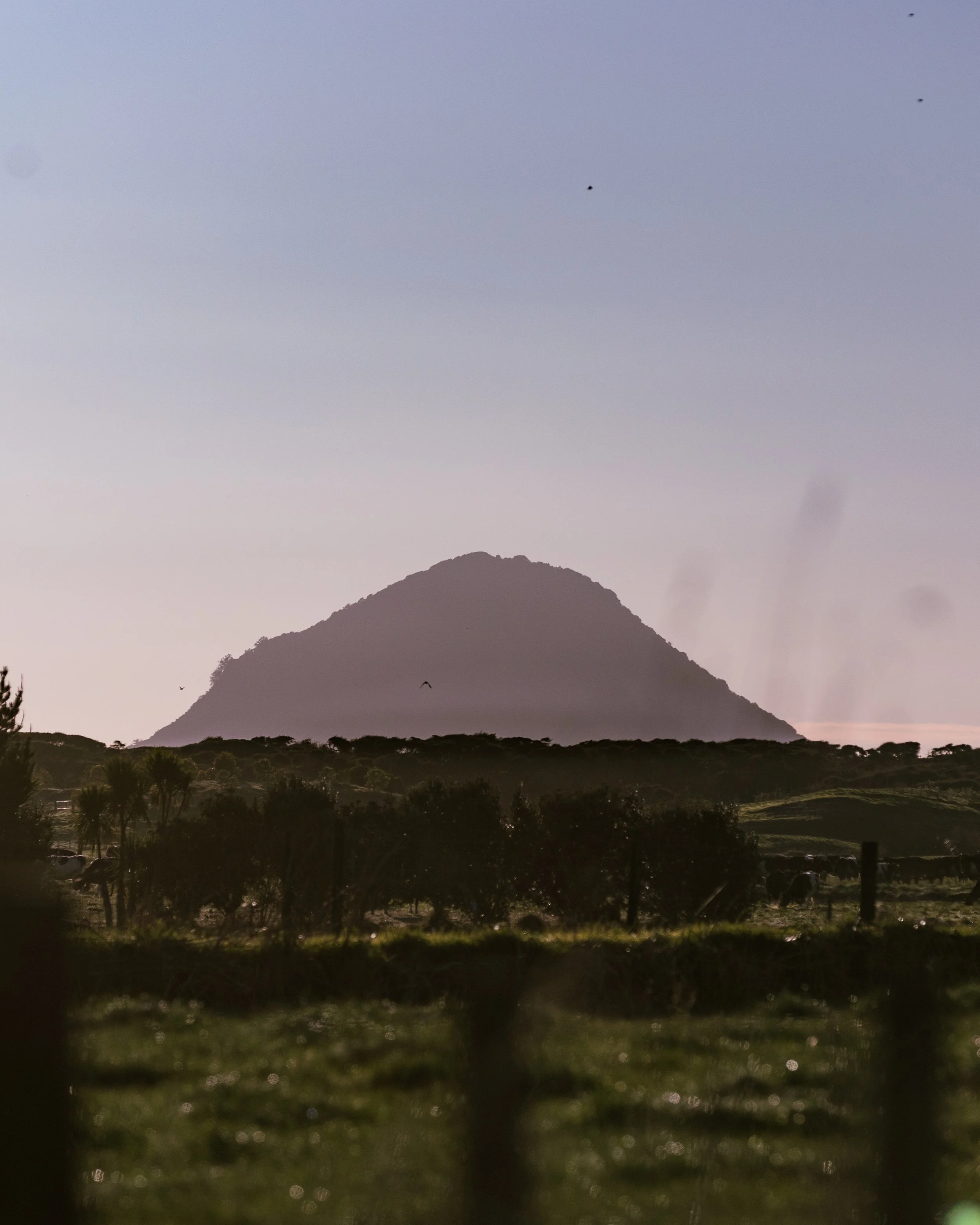 A mountain in the distance with a flat, broad base and a rounded peak, seen during dusk or dawn, with a clear sky, some birds flying, and trees and grass in the foreground.