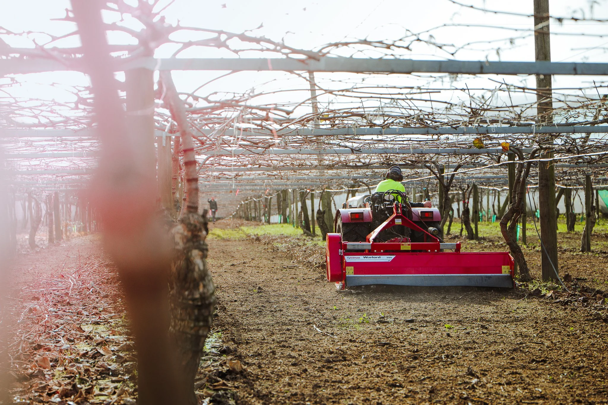 A vineyard worker driving a red tractor with a sweeping attachment through rows of leafless grapevines during winter or early spring.
