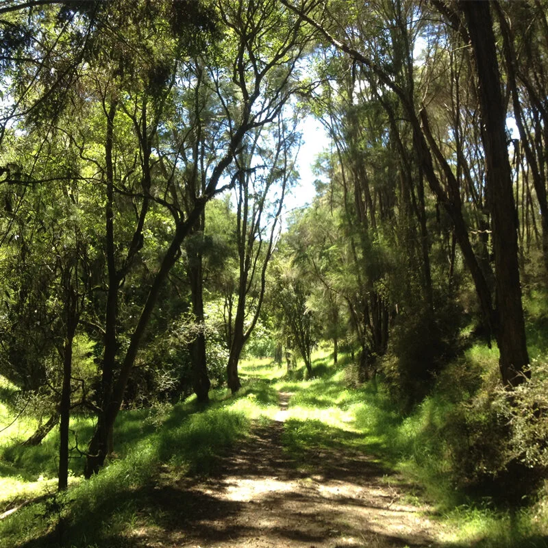 Walking in a cathedral of Kanuka Grandmother trees
