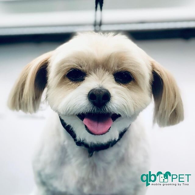 Maddie is so adorable and lovable! .
.
.
.
.
#qbpetgrooming #pet #pets #dog #dogsofinstagram #doggroomers #doggrooming