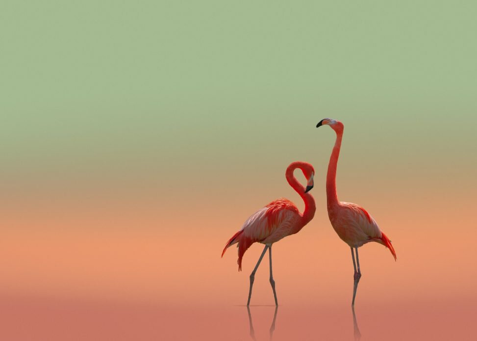 https://images.squarespace-cdn.com/content/v1/5eb0dec352f55325759142b9/1589915508039-U2UG1BDCYSB0T4Y4ICGL/Couple-Pink-Flamingos-Isolated-on-colored-background-PhotosPublic-5713-lr-973x695.jpg