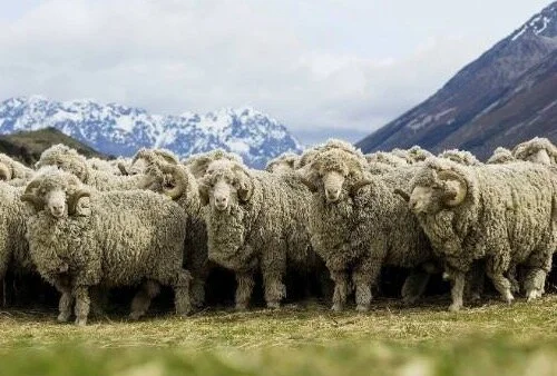 Merino Wool- The New Standard For Soft and Warmth — Knight of New Zealand