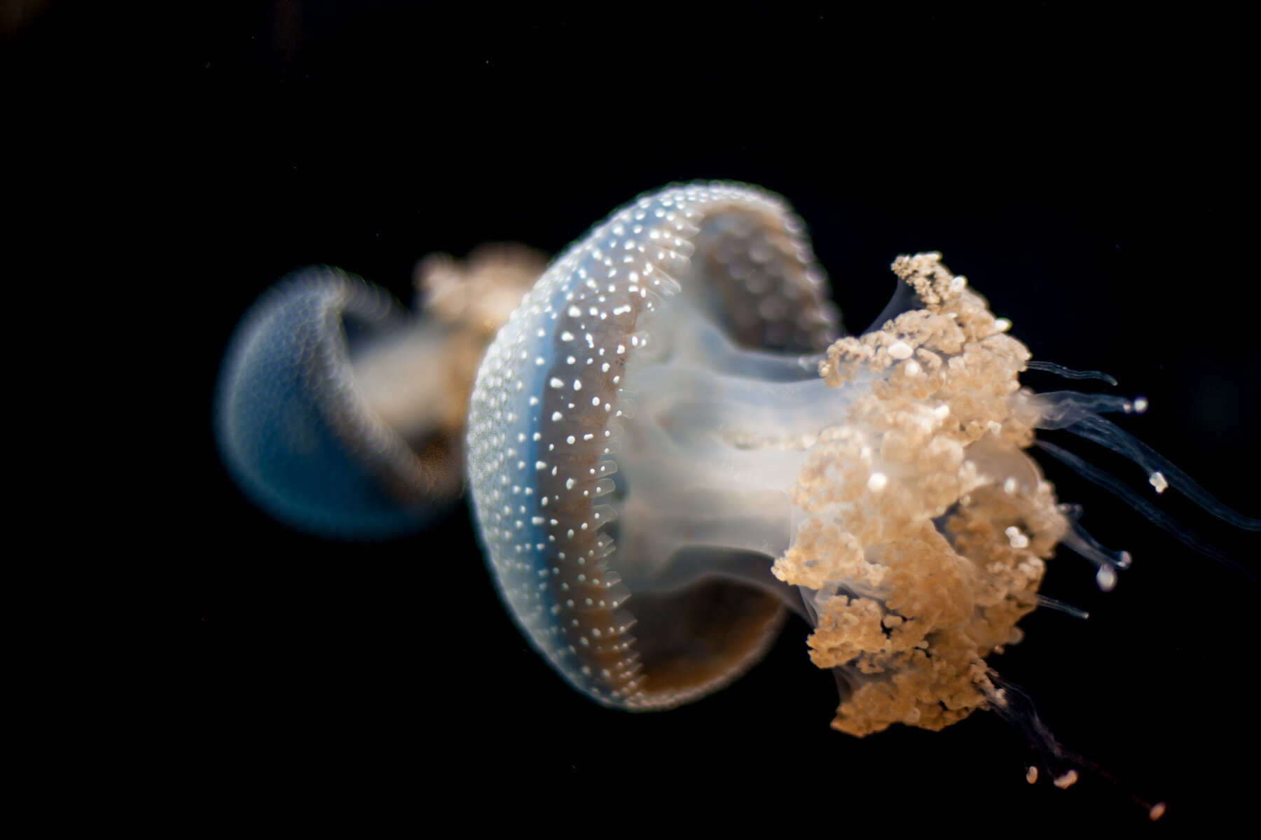 20141124-Jellies-2.jpg