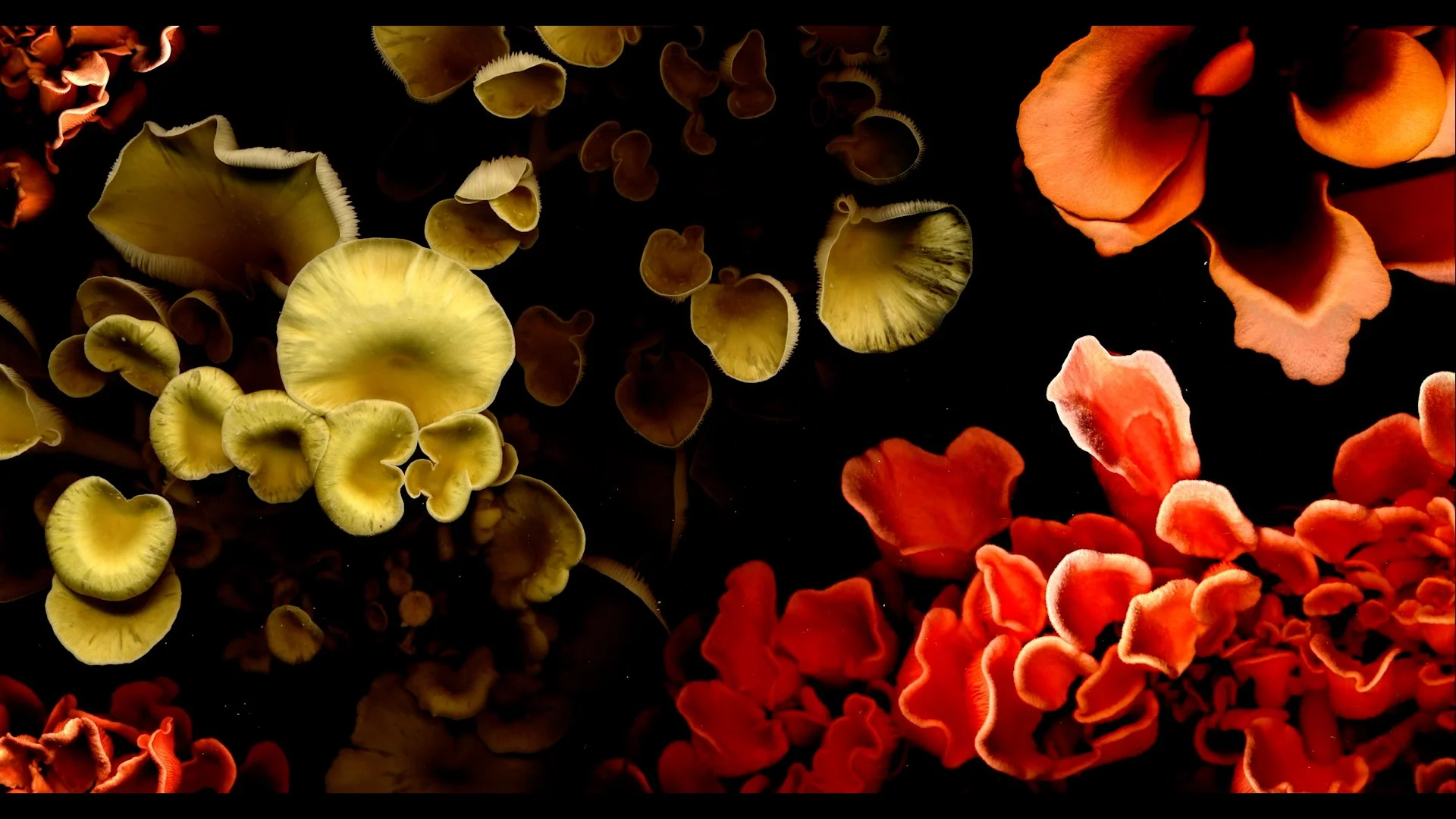 Fungi Film Fest (FFF)