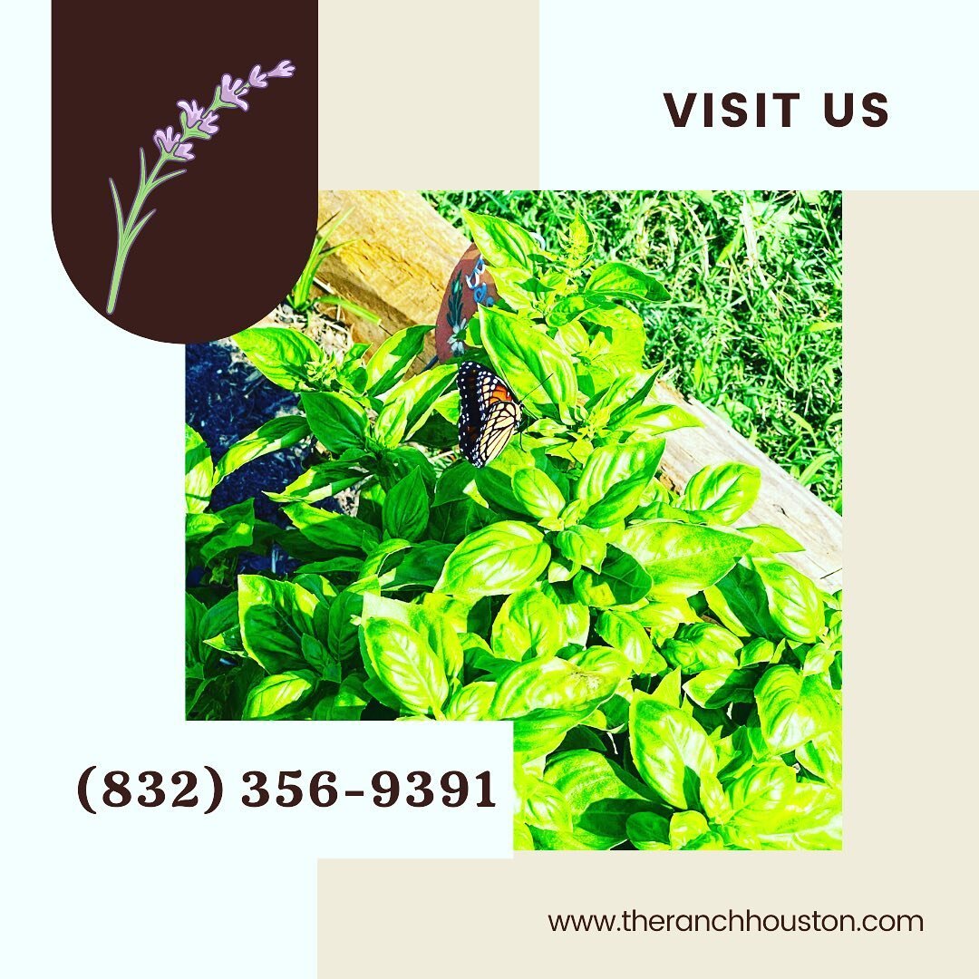 VISIT US!  The Ranch Houston is owned and operated by two certified educators, Lenie and Tamika Caston - Miller. They are dedicated to providing opportunities for children and adults alike to learn about food and sustainability.   We have loads of yo
