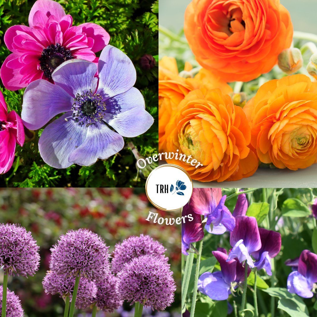 Growing a cut flower garden isn't the rocket science you think it is.

We could not believe that a toddler&rsquo;s scatter sowing of flower seeds would do more than give her something to do... We were wrong. You don&rsquo;t need to know what you&rsqu
