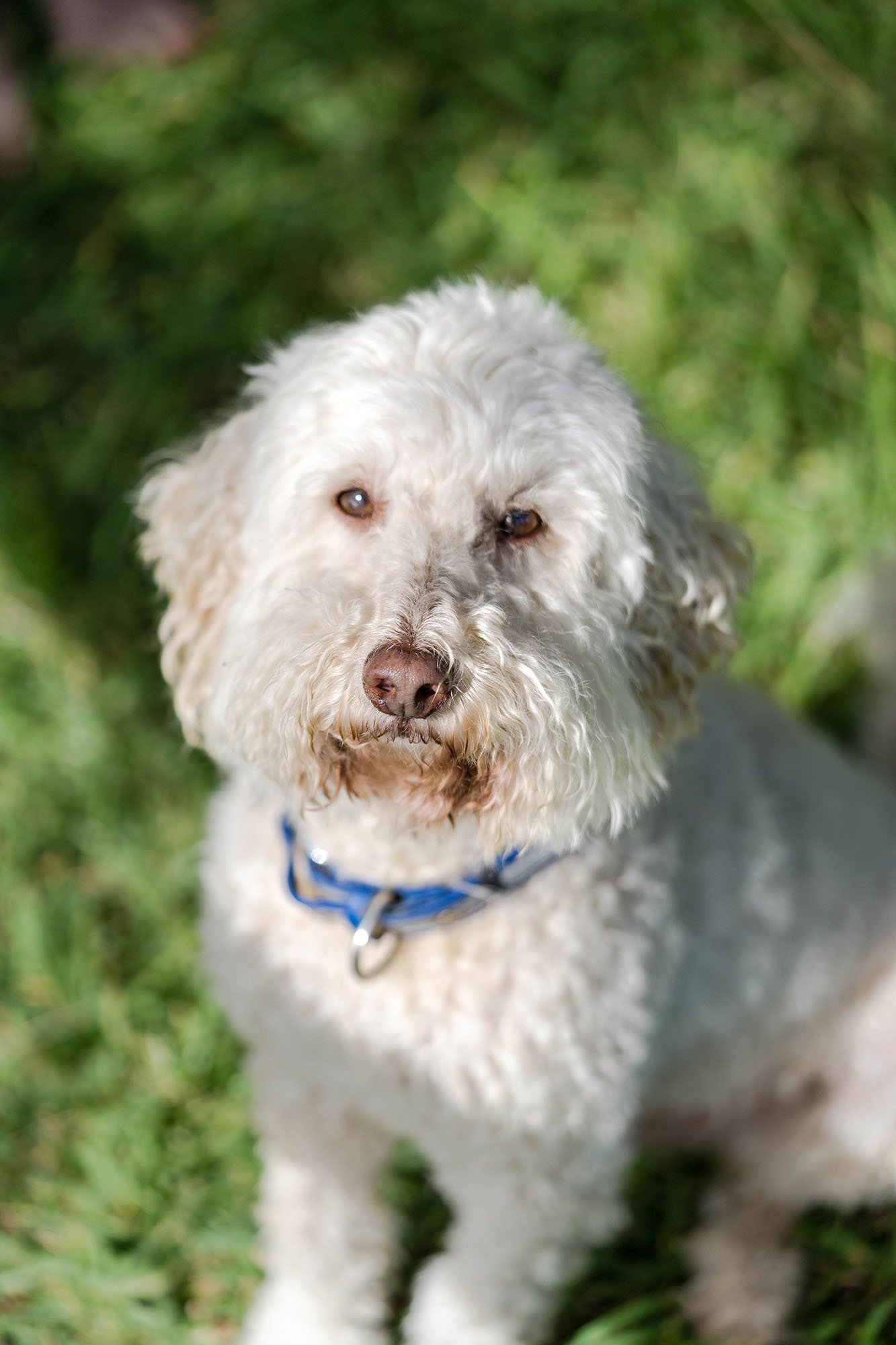 Sunshine Coast pet photographer