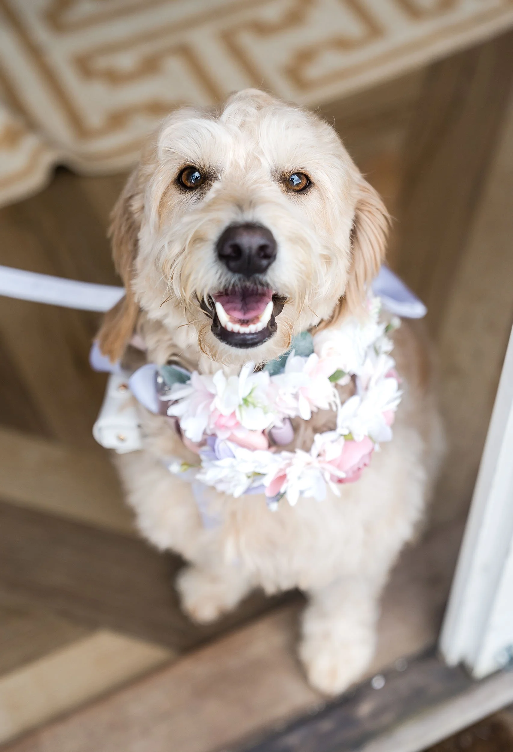 dogs at weddings