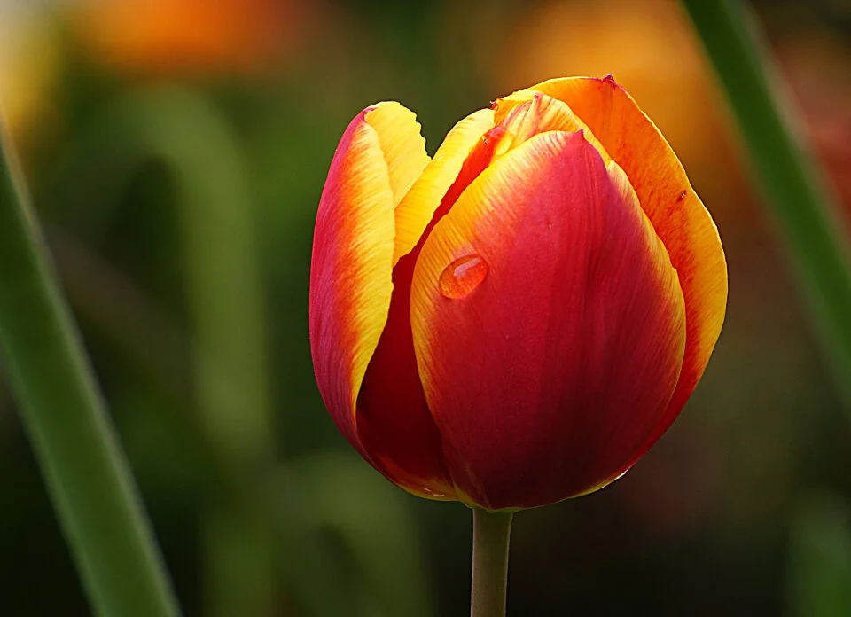 tulip-flower_B76OBAYHGK.jpg