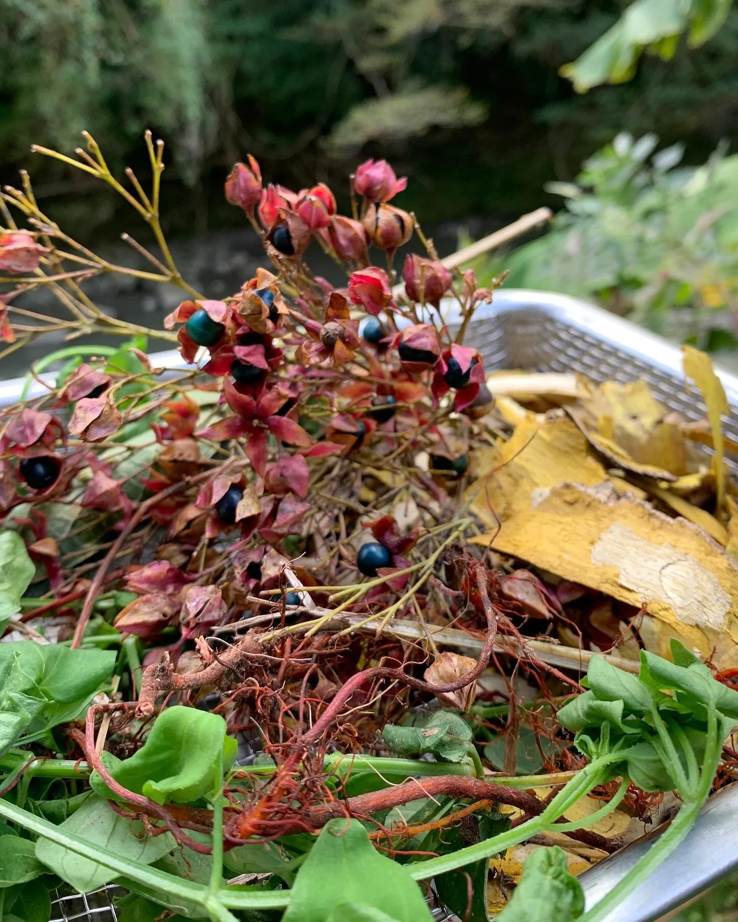 秋の草木染めワークショップ🍂
秋晴れの上勝町で染色のための素材採取と試染を行っています。
日本茜、クサギ、キハダ、クロモジ、陳皮など
ワークショップの前後にせせらぎ食堂(金/土/日曜日)ランチもご利用していただけます。
ワークショップ申込時に一緒にご予約可能です。
秋の1日アトリエ前の清らかな川を眺めつつ、地域の素材を使った草木染めでゆったりした時間をお過ごしください。
#草木染め#染色ワークショップ#上勝町#地域の素材
#keetoworkshop#せせらぎ食堂