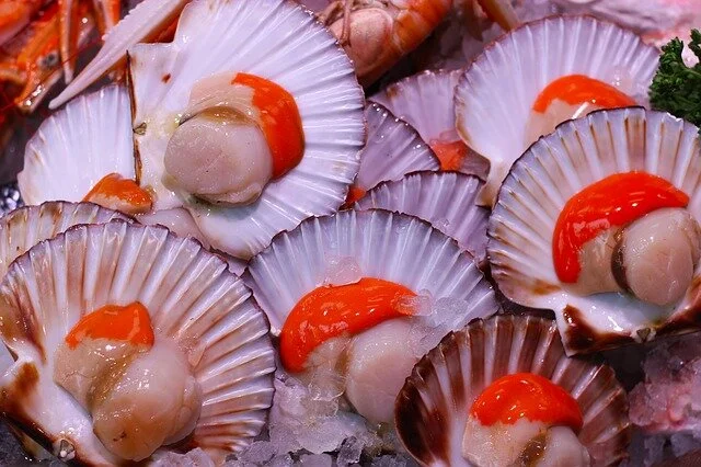 scallops-4112070_640.jpg
