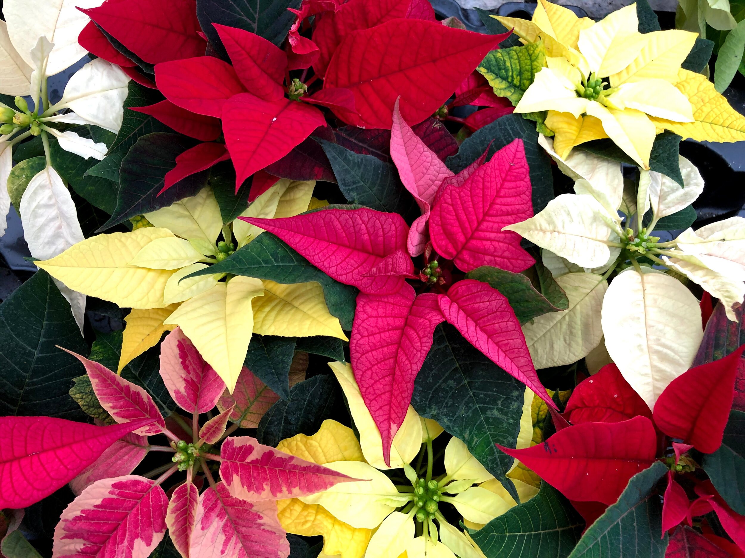 Les 'roses' de Noël — Tuyaux de Jardin