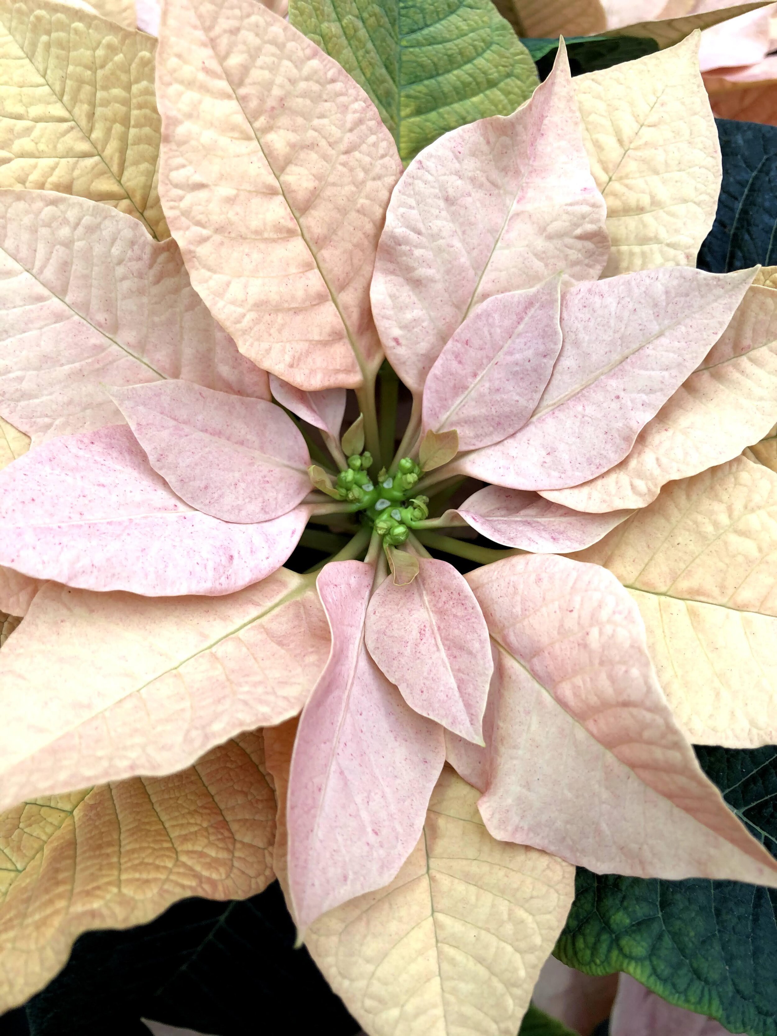 Les 'roses' de Noël — Tuyaux de Jardin