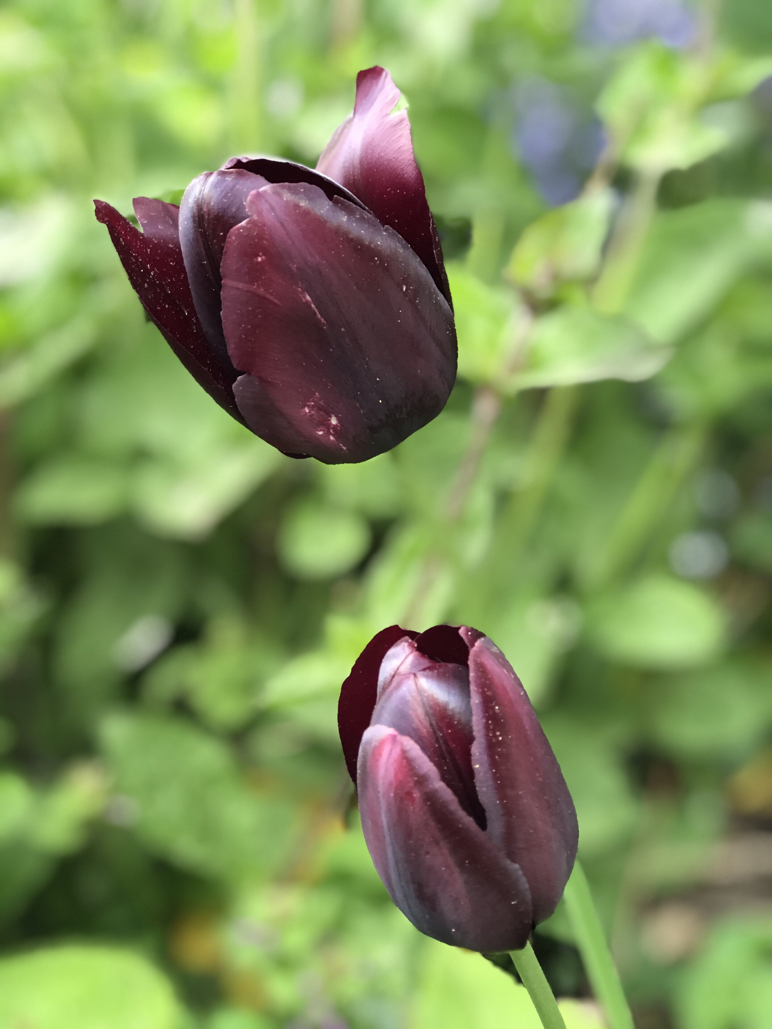 La tulipe noire, matière à roman — Tuyaux de Jardin