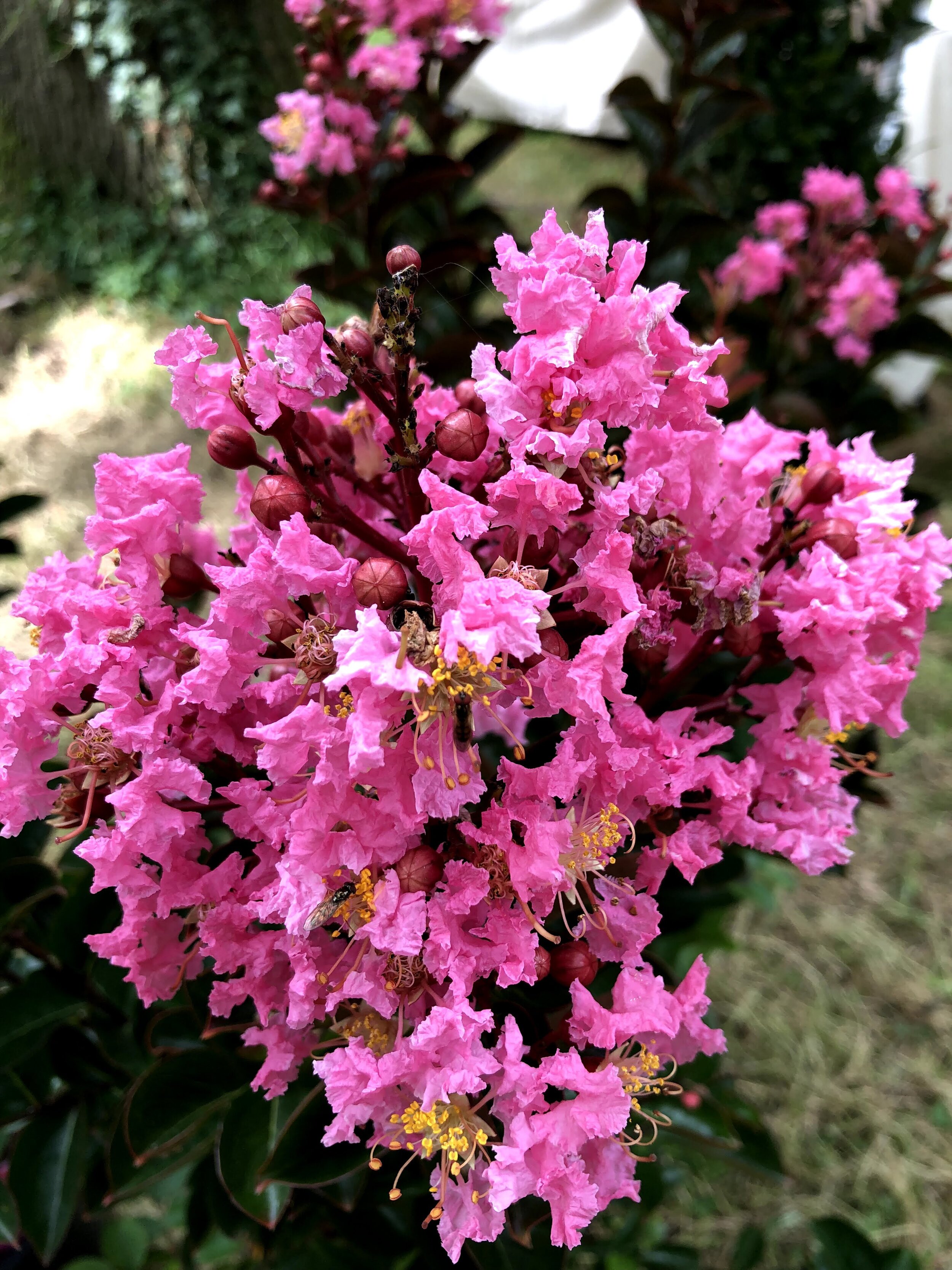 Le lilas des Indes, ni lilas, ni d'Inde — Tuyaux de Jardin