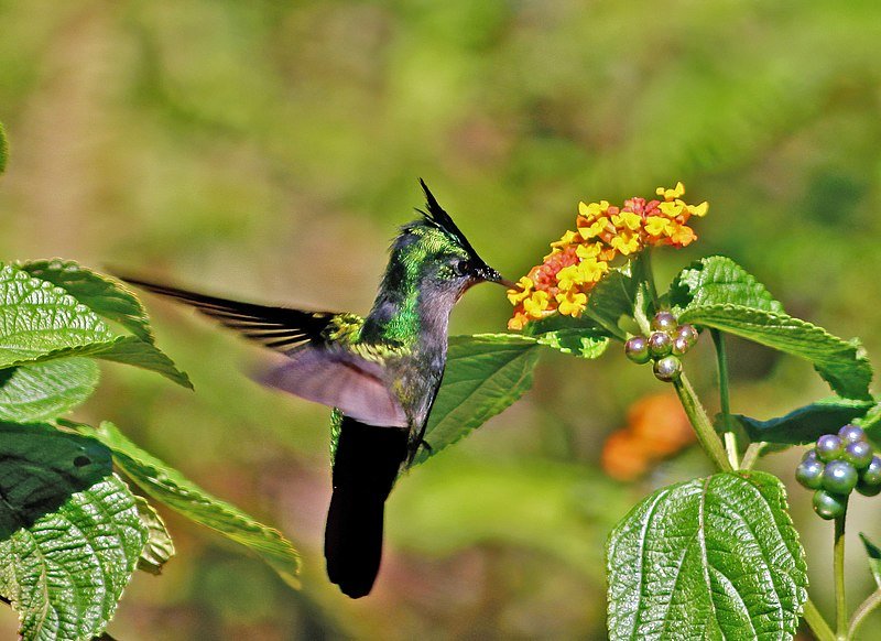 Antillean_crested_hummingbird_feeding.jpeg