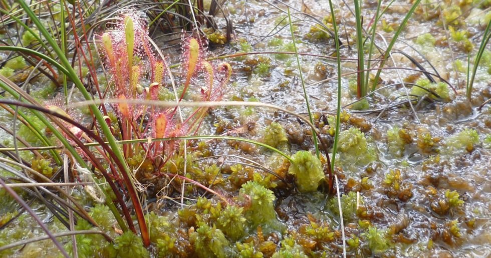 drosera.jpeg