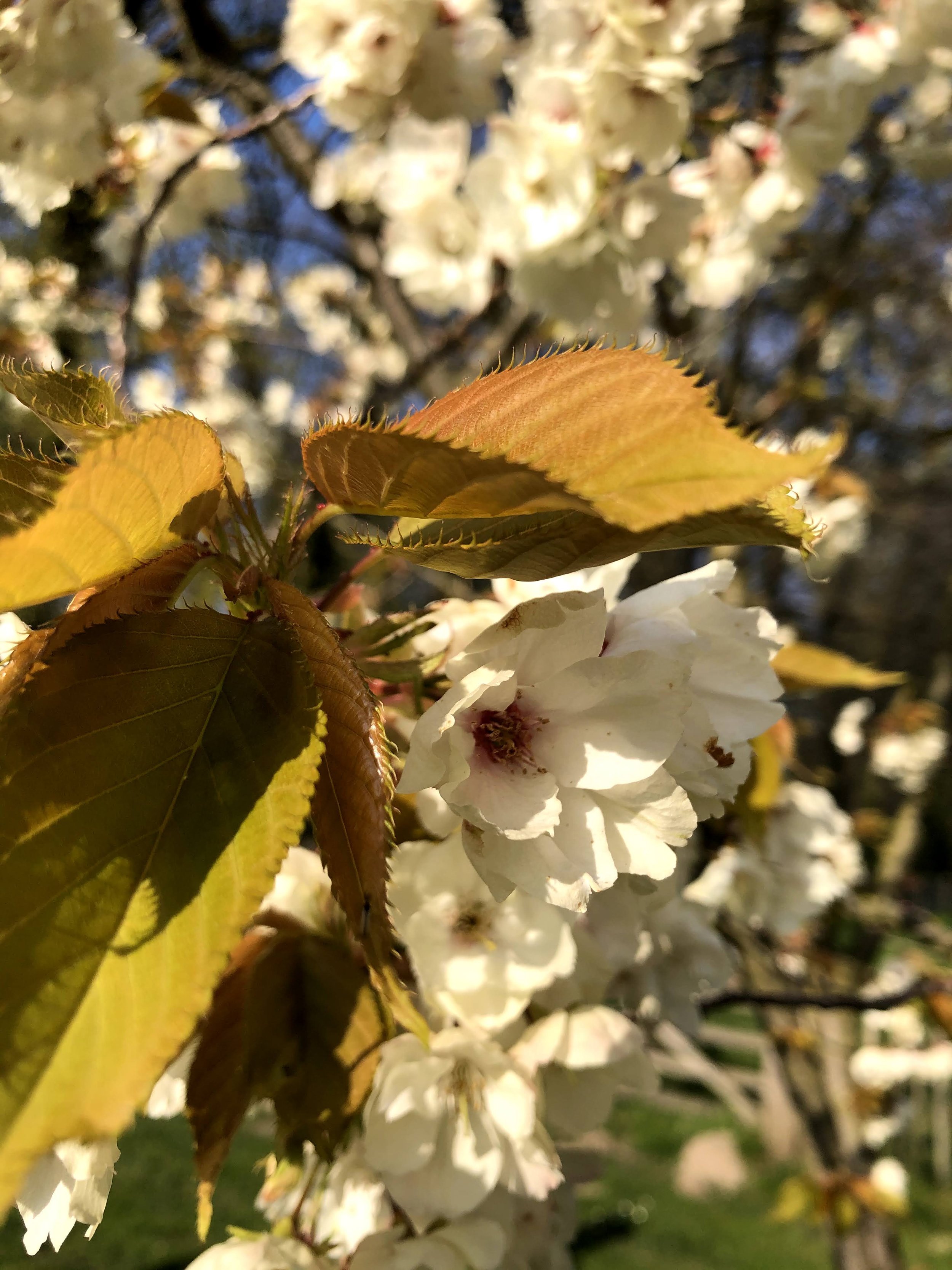 Cerisiers en fleurs : fêter la beauté et l'éphémère - Ecoute le Bois