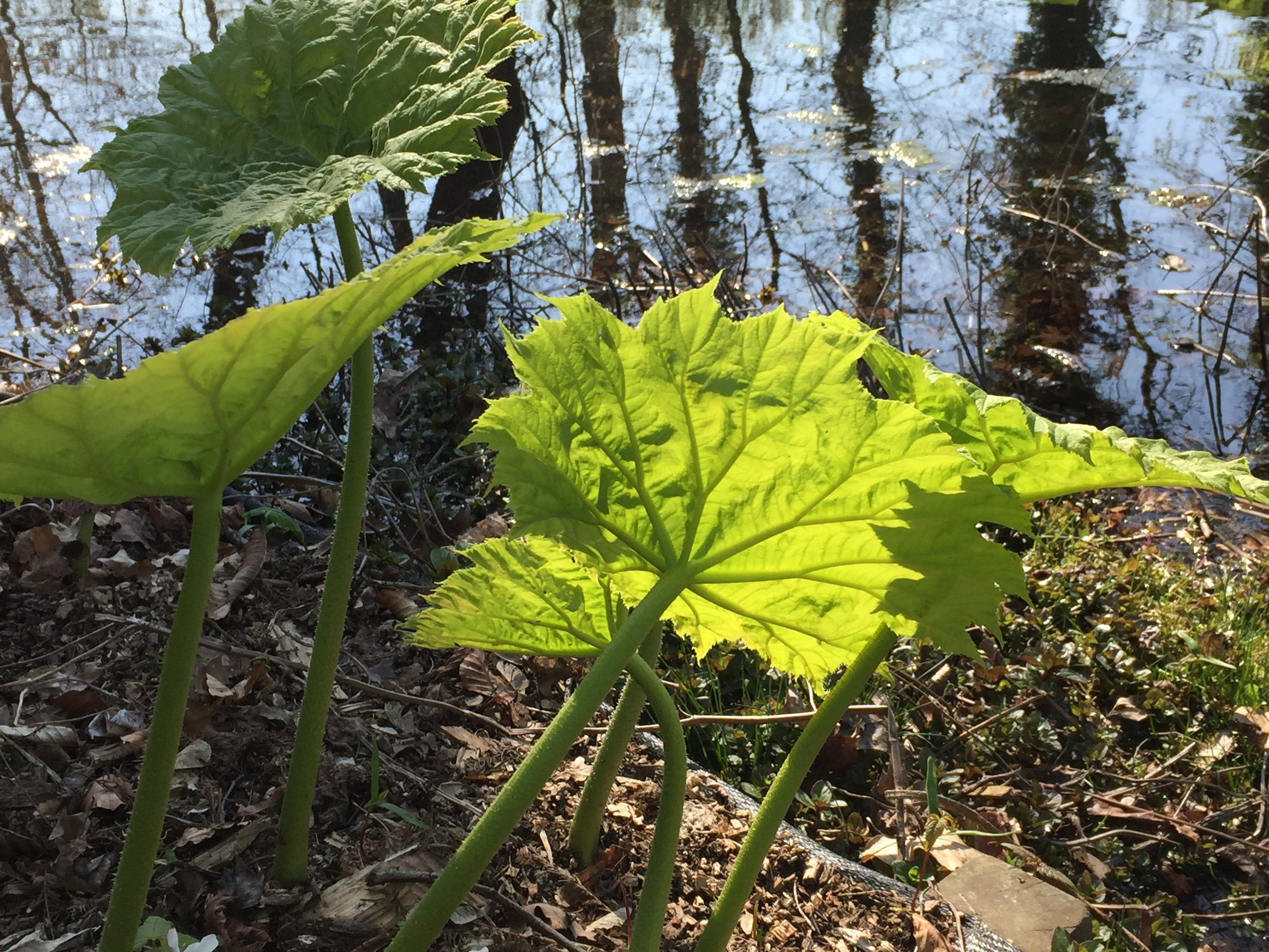les-grandes-feuilles-du-bord-de-l-tang-tuyaux-de-jardin