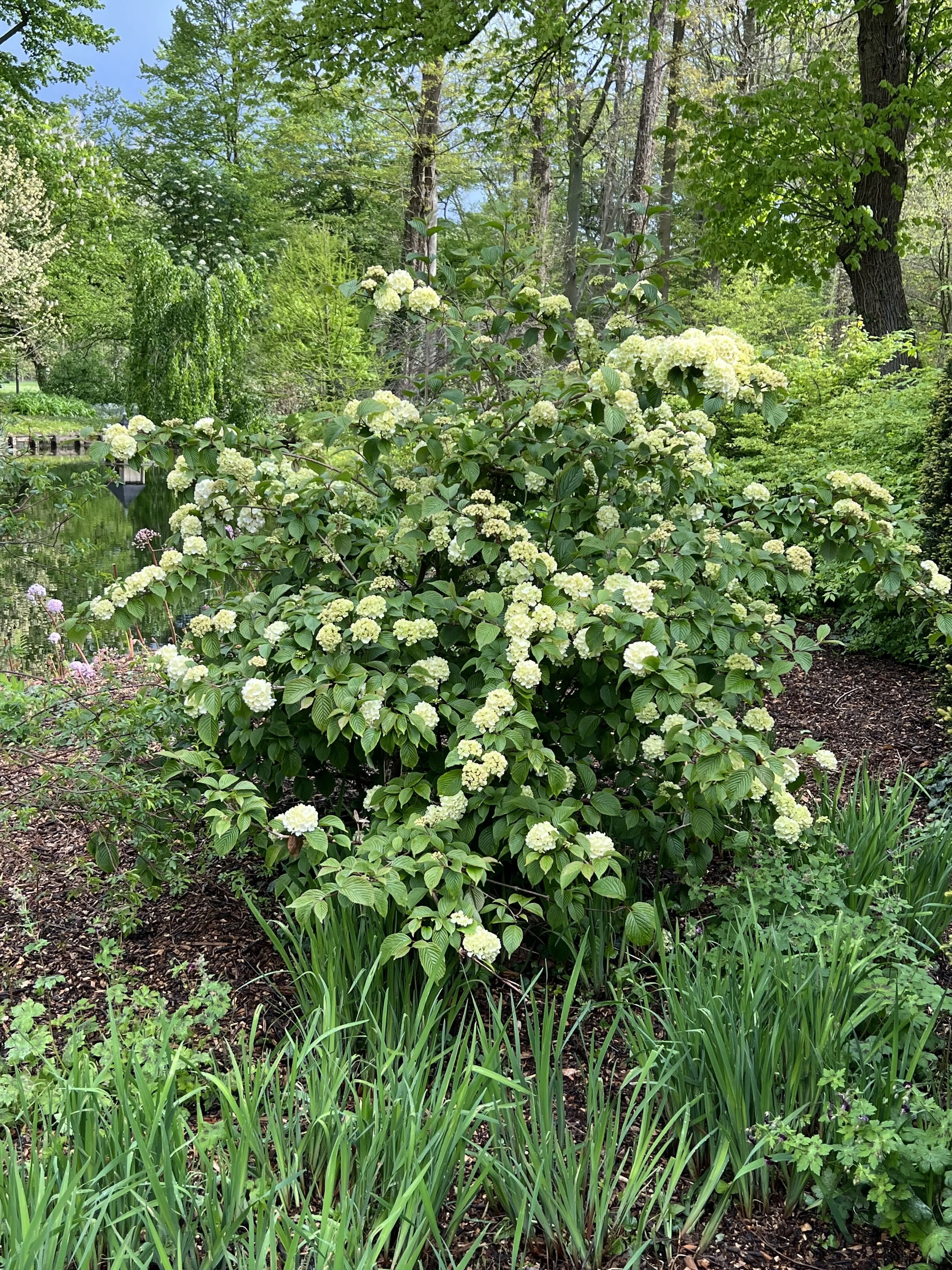 Les viornes, servies sur des plateaux — Tuyaux de Jardin