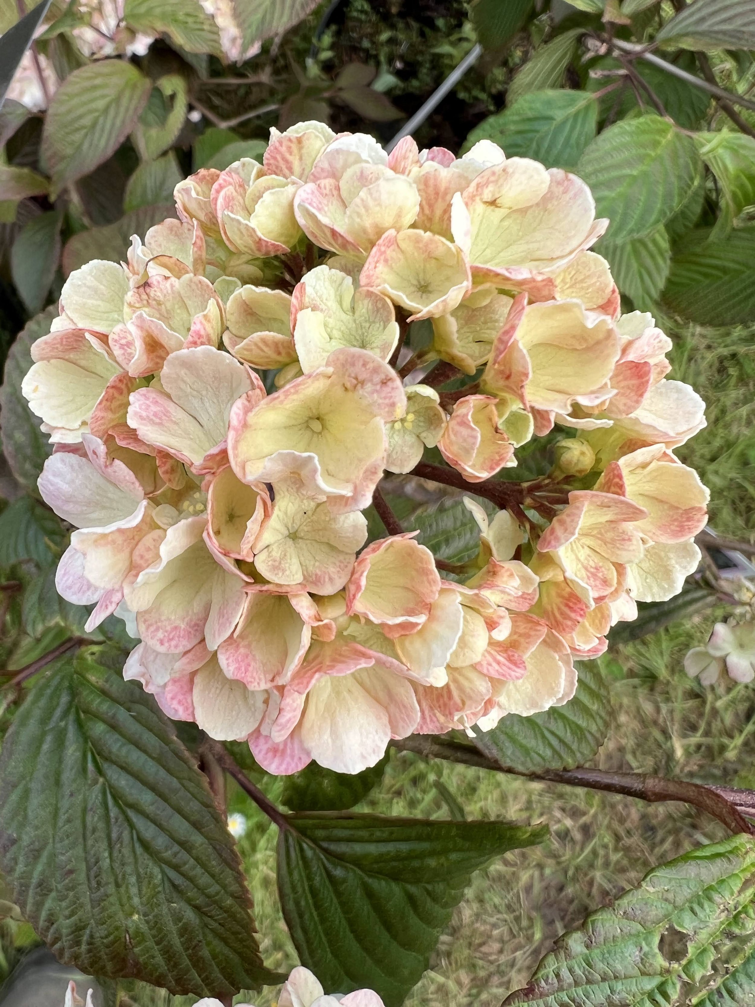 Les viornes, servies sur des plateaux — Tuyaux de Jardin
