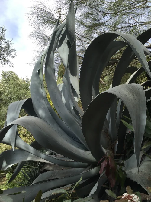 Les agaves: des pieuvres au jardin  Tuyaux de Jardin